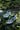 SWINGY Q WS **Cirrus Blue**